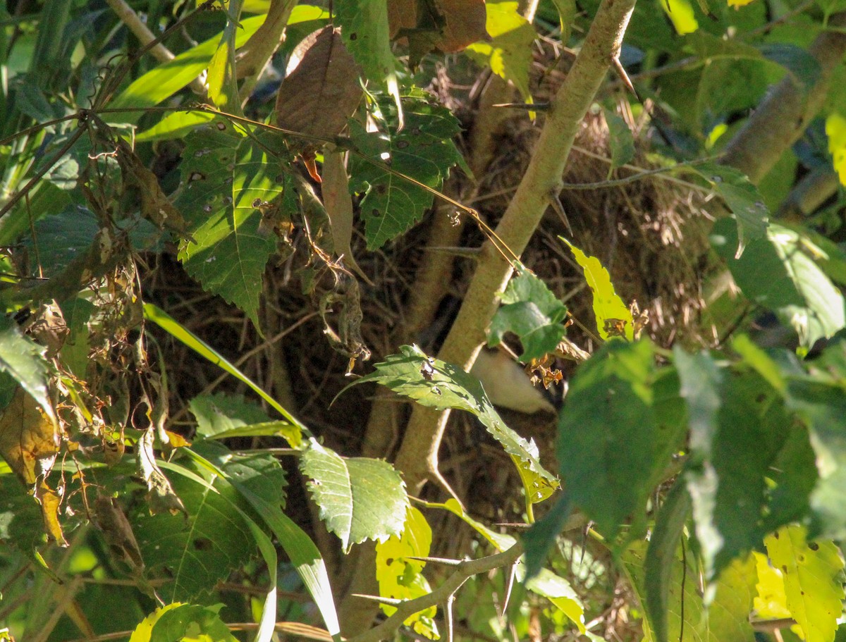 Rufous-naped Wren - ML612504757