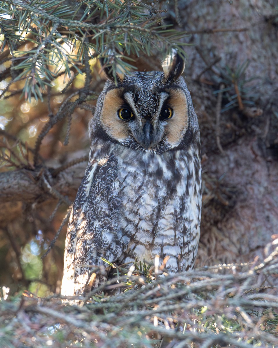 Long-eared Owl - Jean-Claude Charbonneau