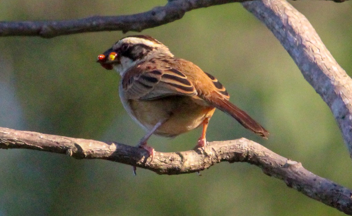 Stripe-headed Sparrow - ML612504776