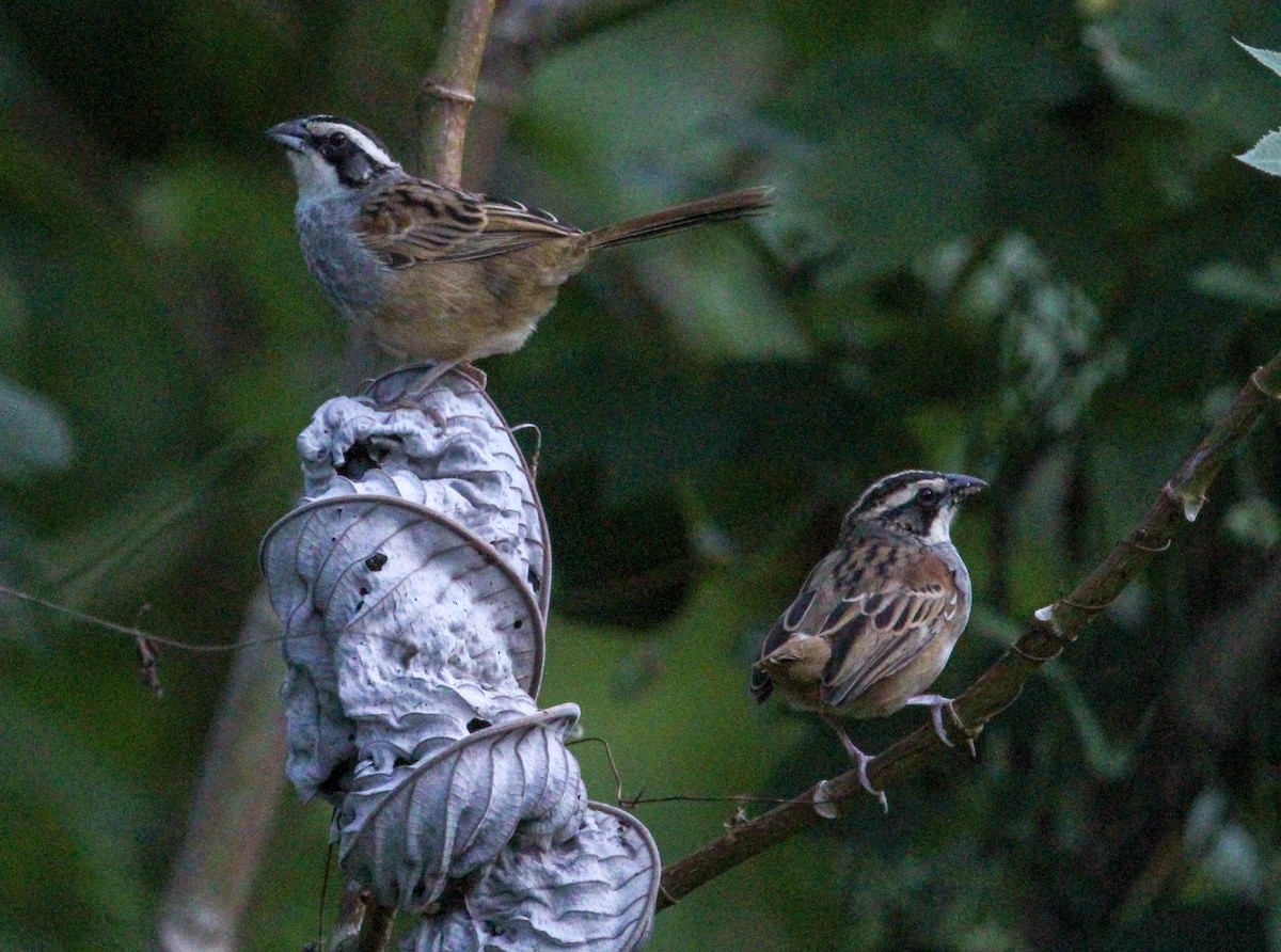 Stripe-headed Sparrow - ML612504778