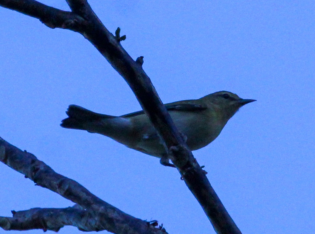 Tennessee Warbler - ML612504795