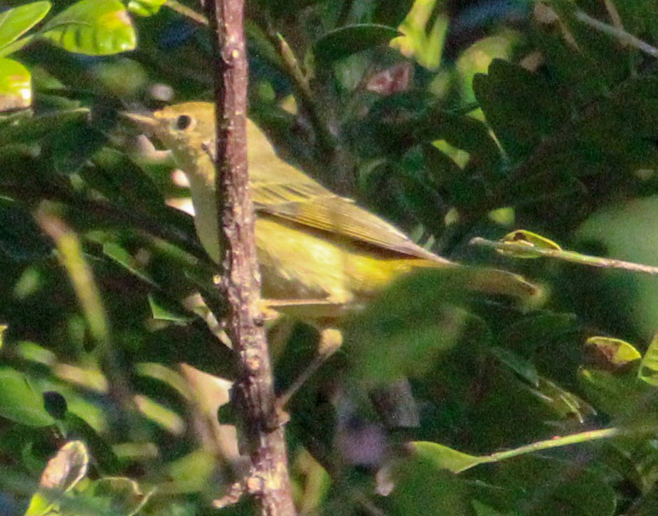 Yellow Warbler - Jeffrey McCrary