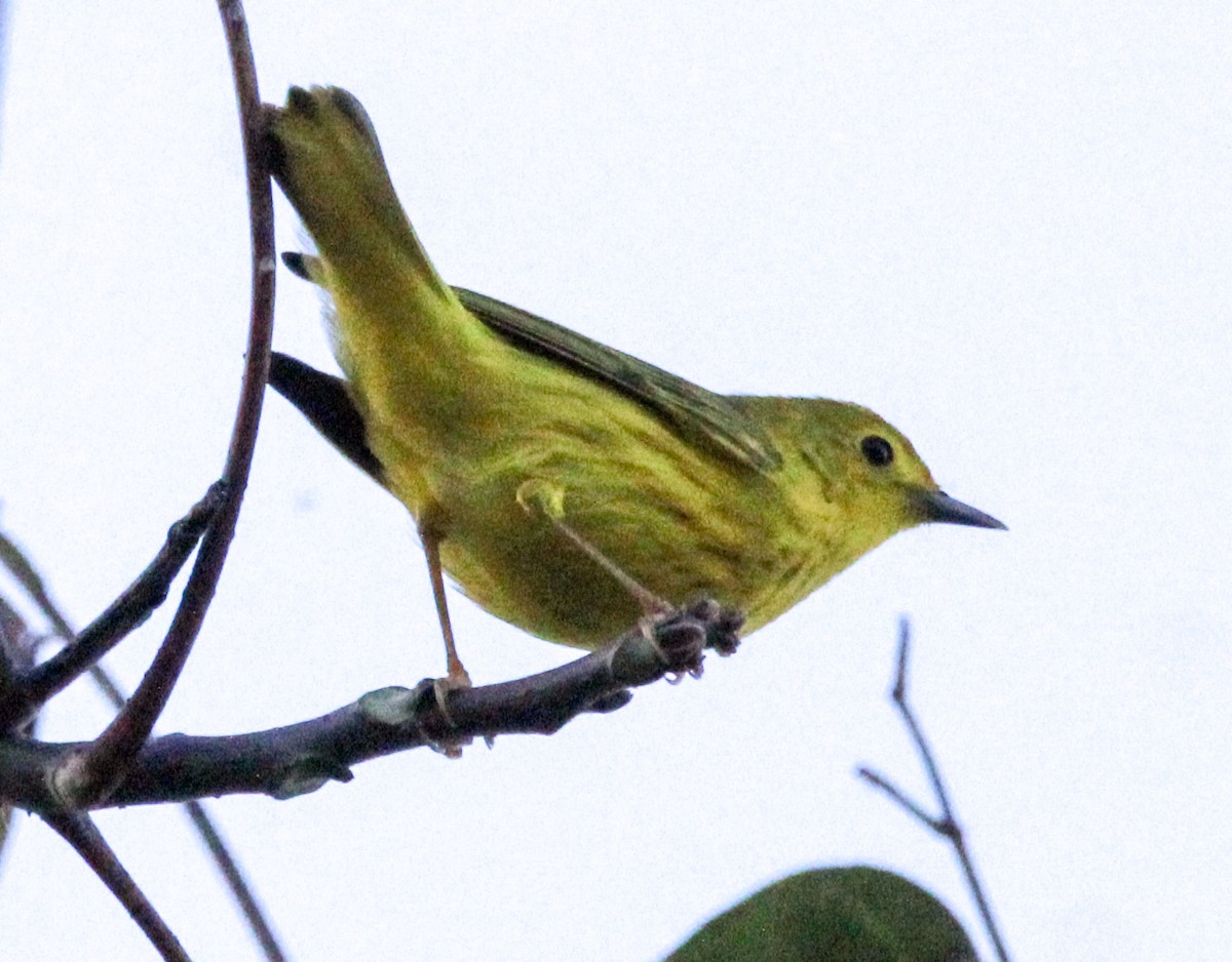 Yellow Warbler - ML612504810