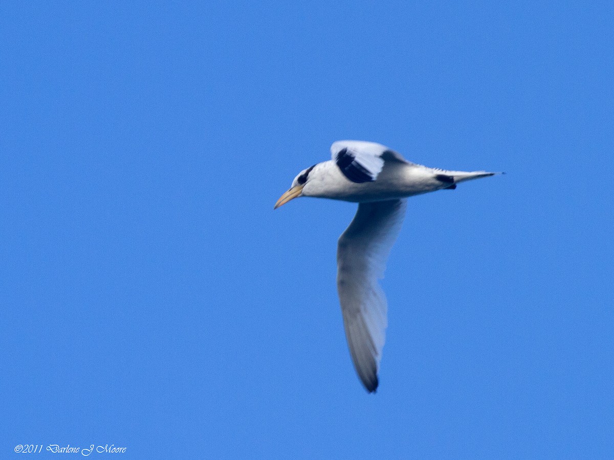 Red-billed Tropicbird - ML612504865