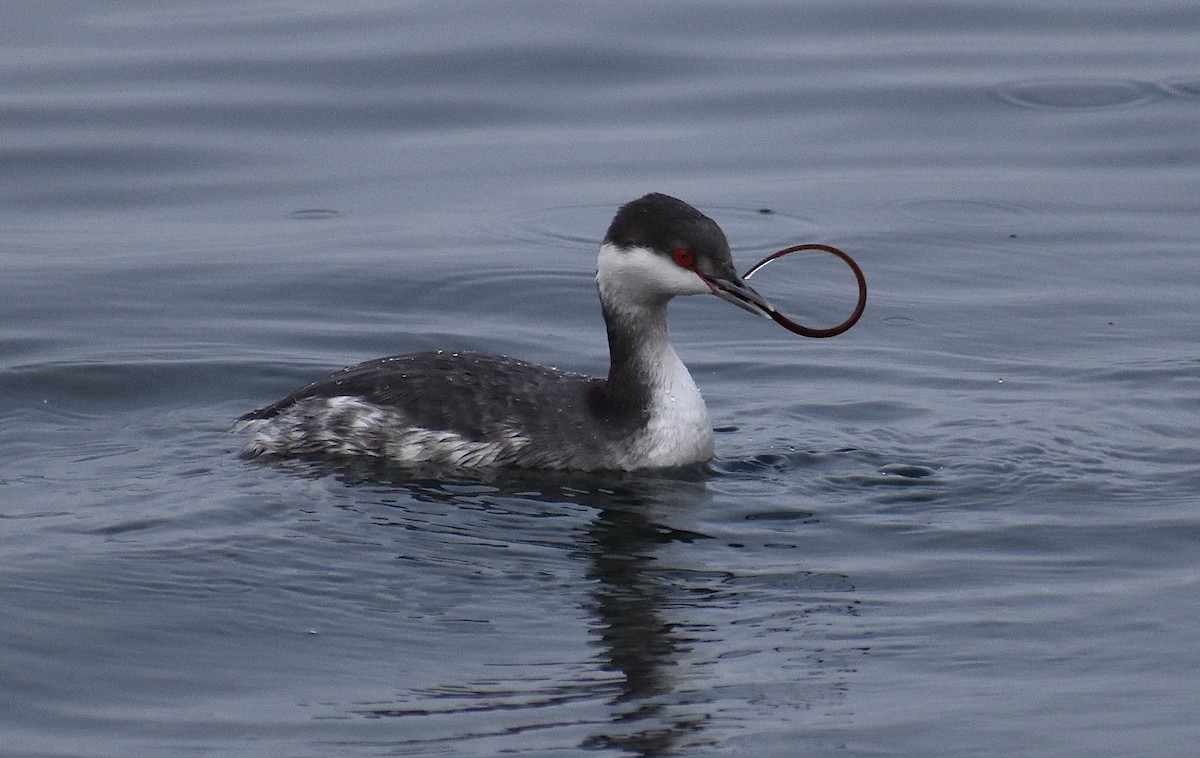 Horned Grebe - ML612504880