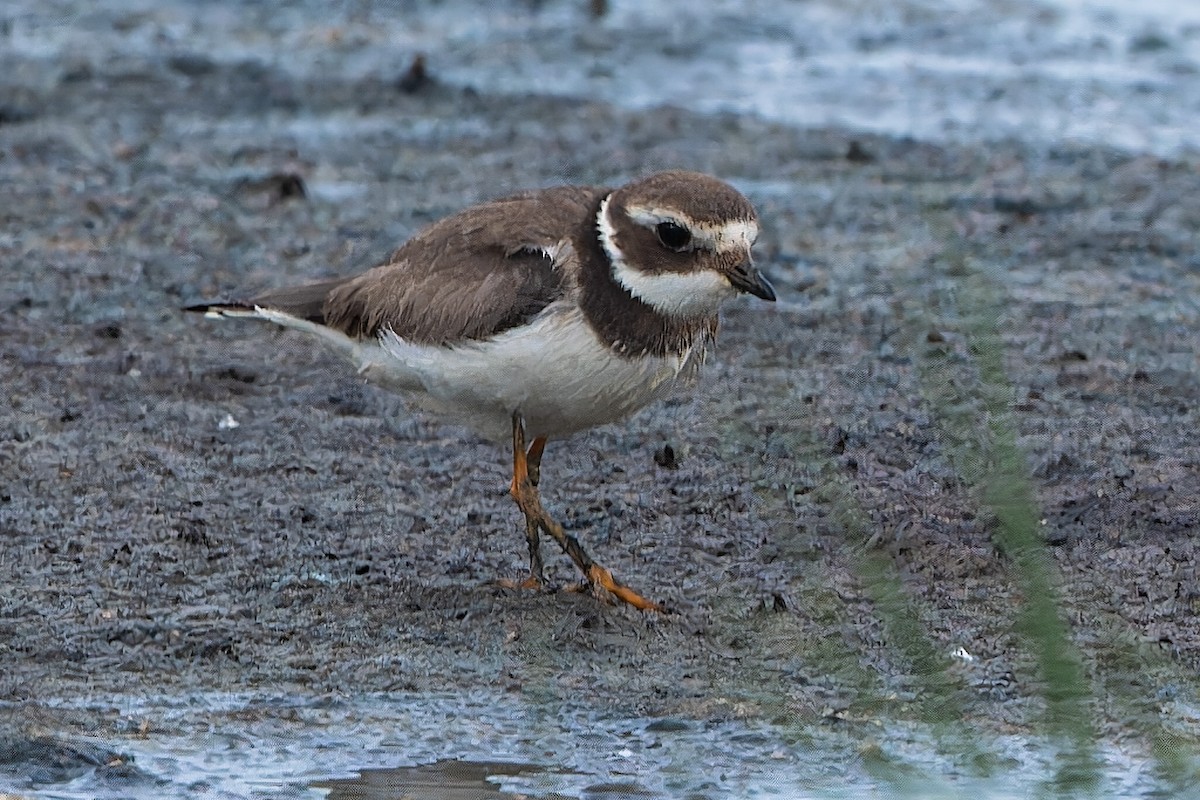 Common Ringed Plover - ML612504881