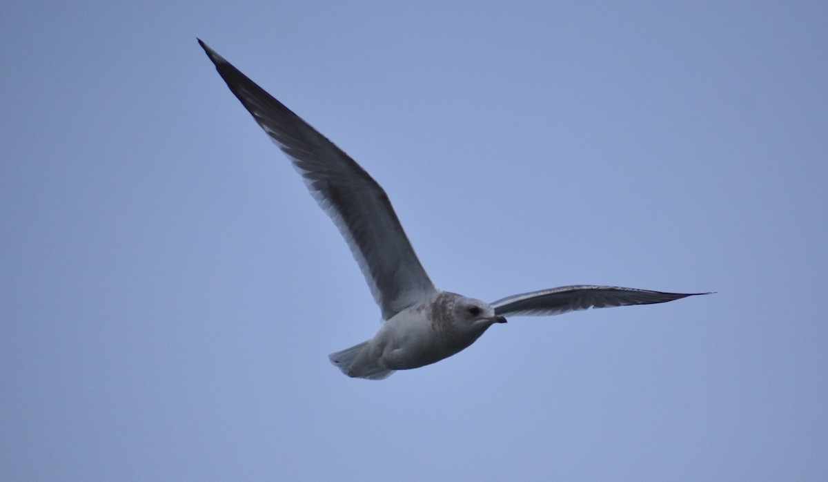 Short-billed Gull - Ken Steffenson