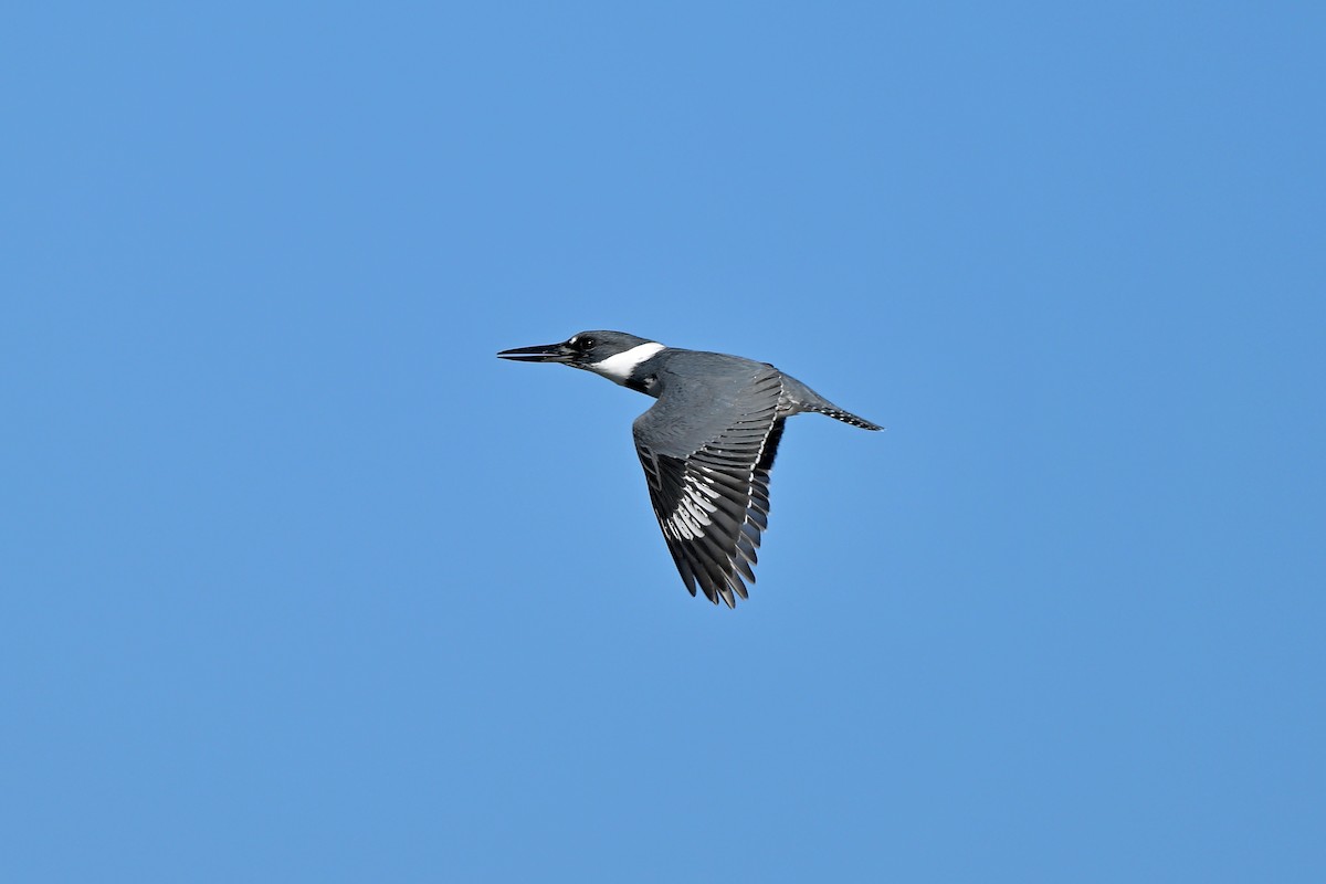 Belted Kingfisher - ML612504899