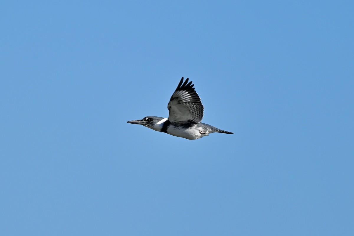 Belted Kingfisher - ML612504900