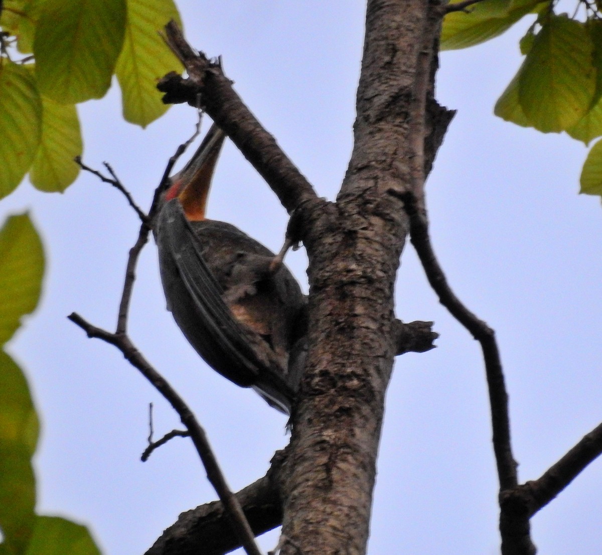 Great Slaty Woodpecker - ML612504906