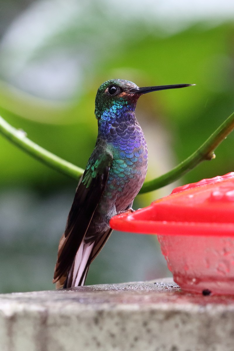 Colibri à queue blanche - ML612504944