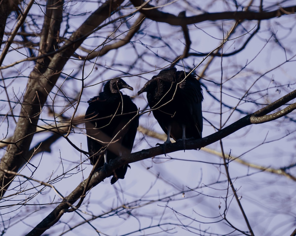 Black Vulture - ML612505029