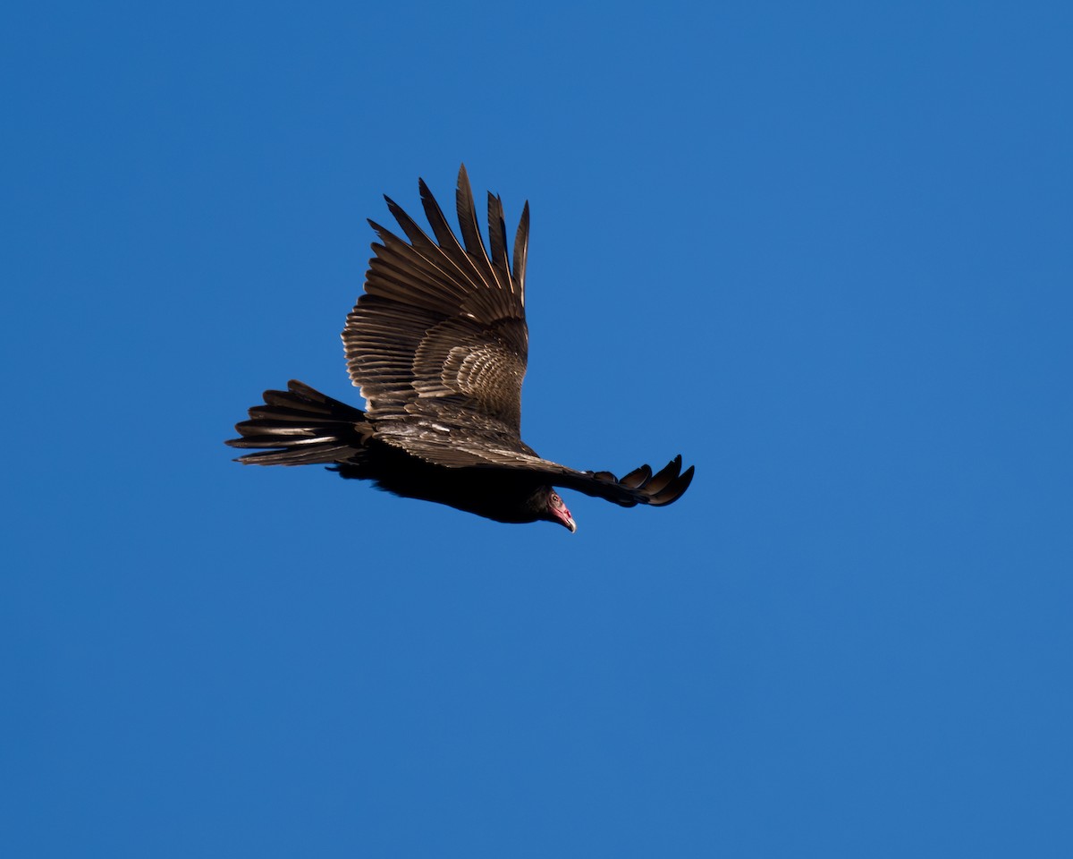 Turkey Vulture - ML612505043