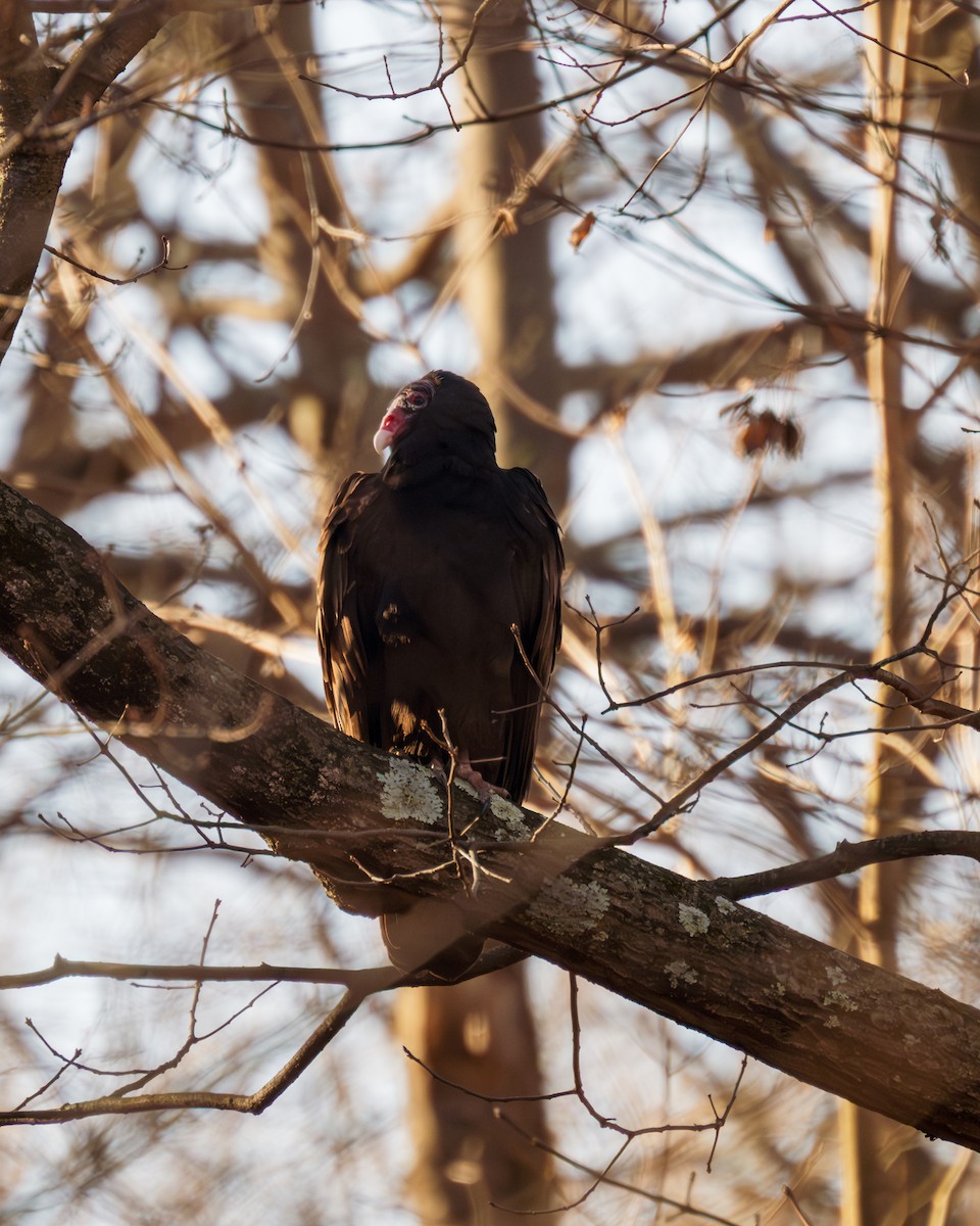 Turkey Vulture - ML612505044