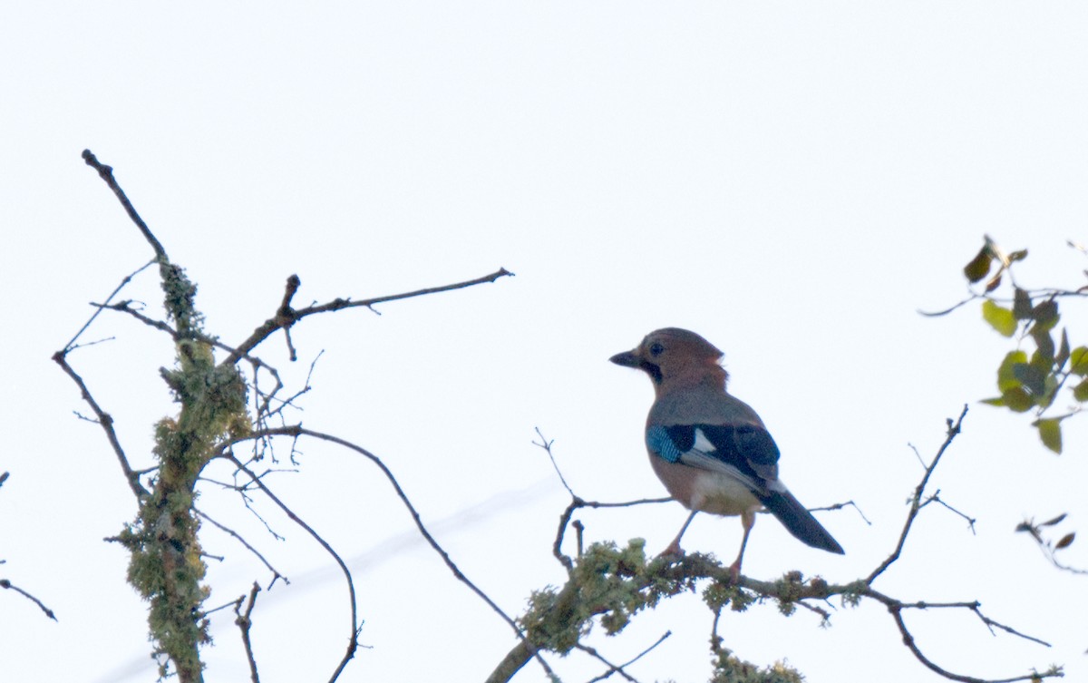 Eurasian Jay - ML612505086