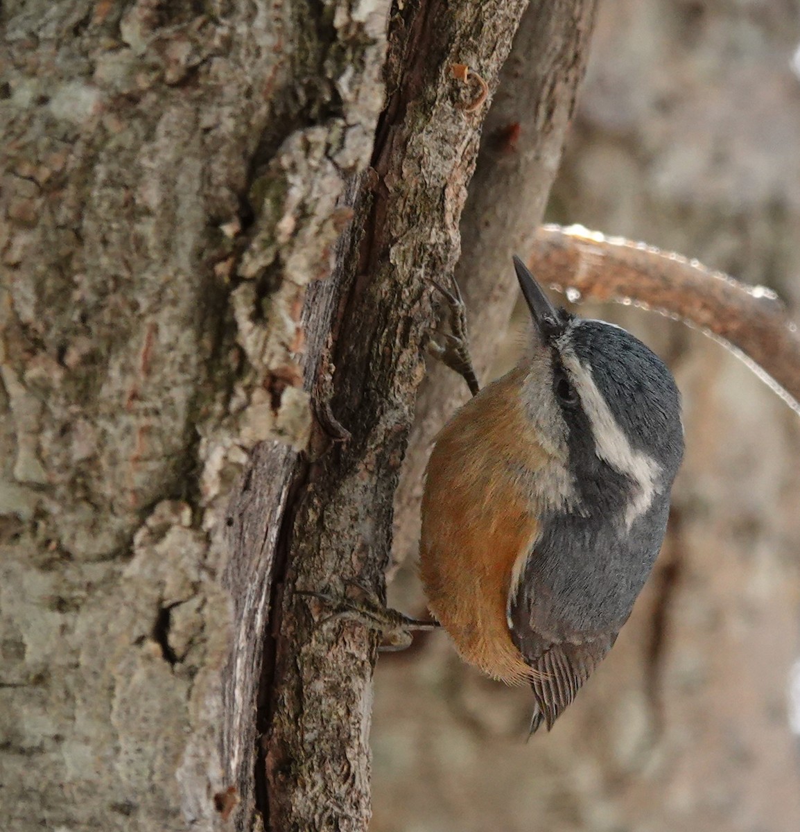 Red-breasted Nuthatch - ML612505095