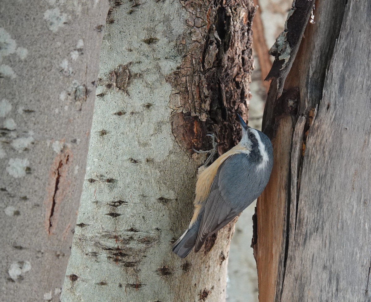 Red-breasted Nuthatch - ML612505096