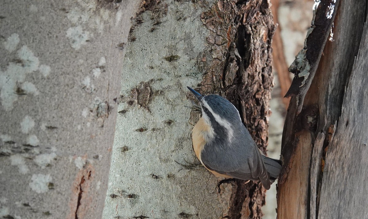 Red-breasted Nuthatch - ML612505097