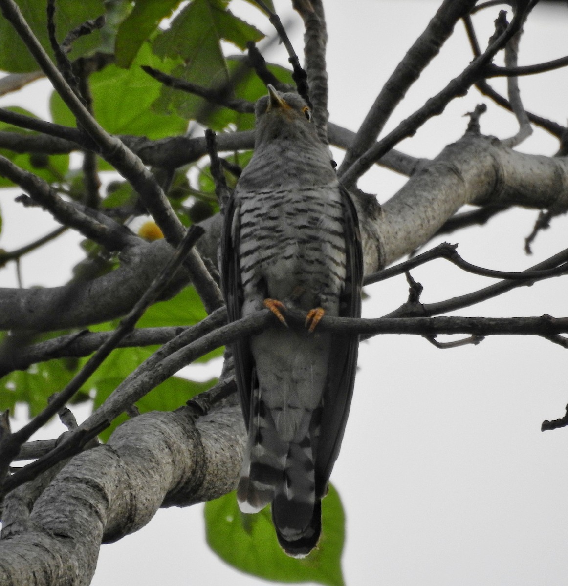 Indian Cuckoo - ML612505099