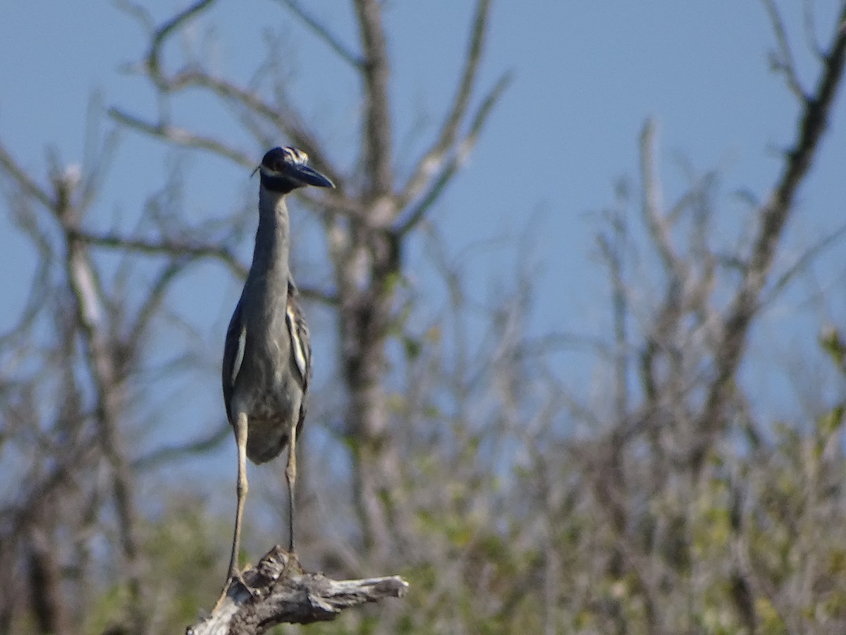 Yellow-crowned Night Heron - ML612505104