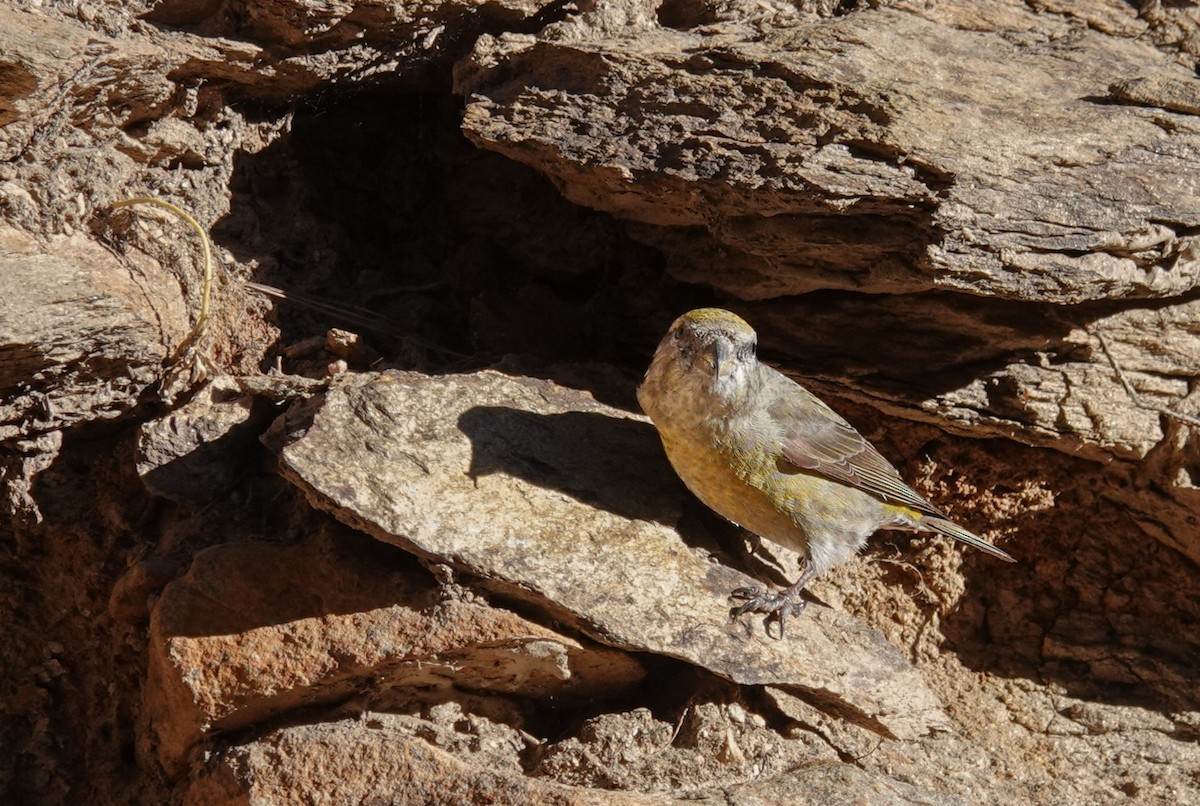 Red Crossbill - ML612505120