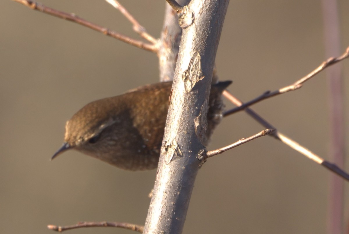 Winter Wren - ML612505141