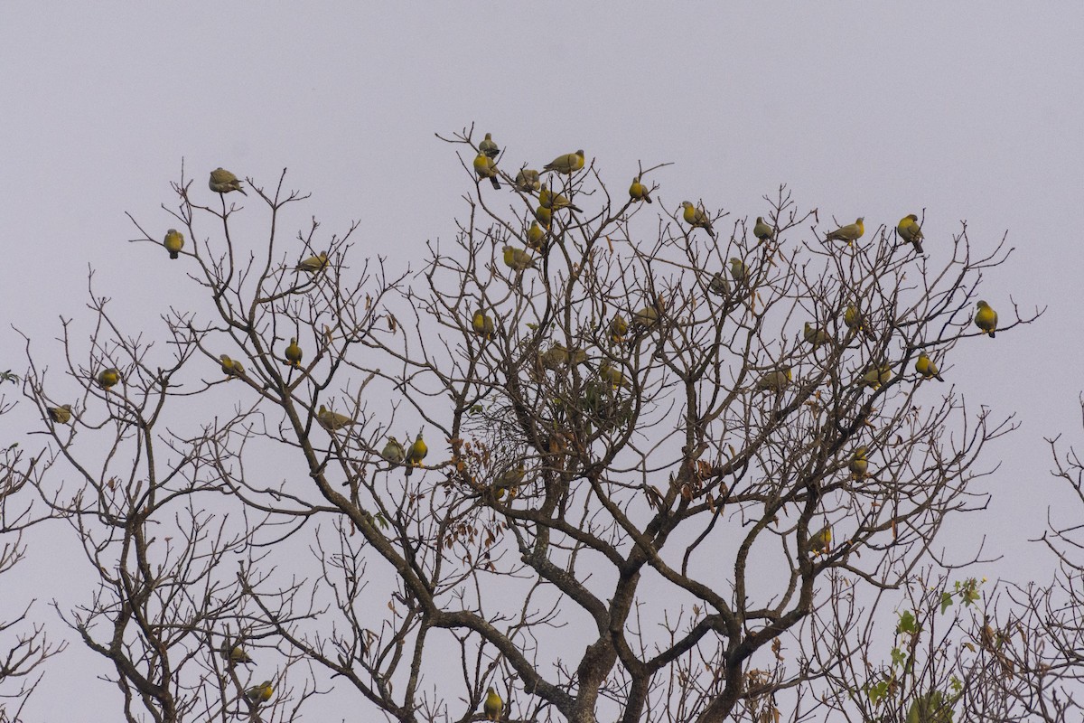 Yellow-footed Green-Pigeon - ML612505247