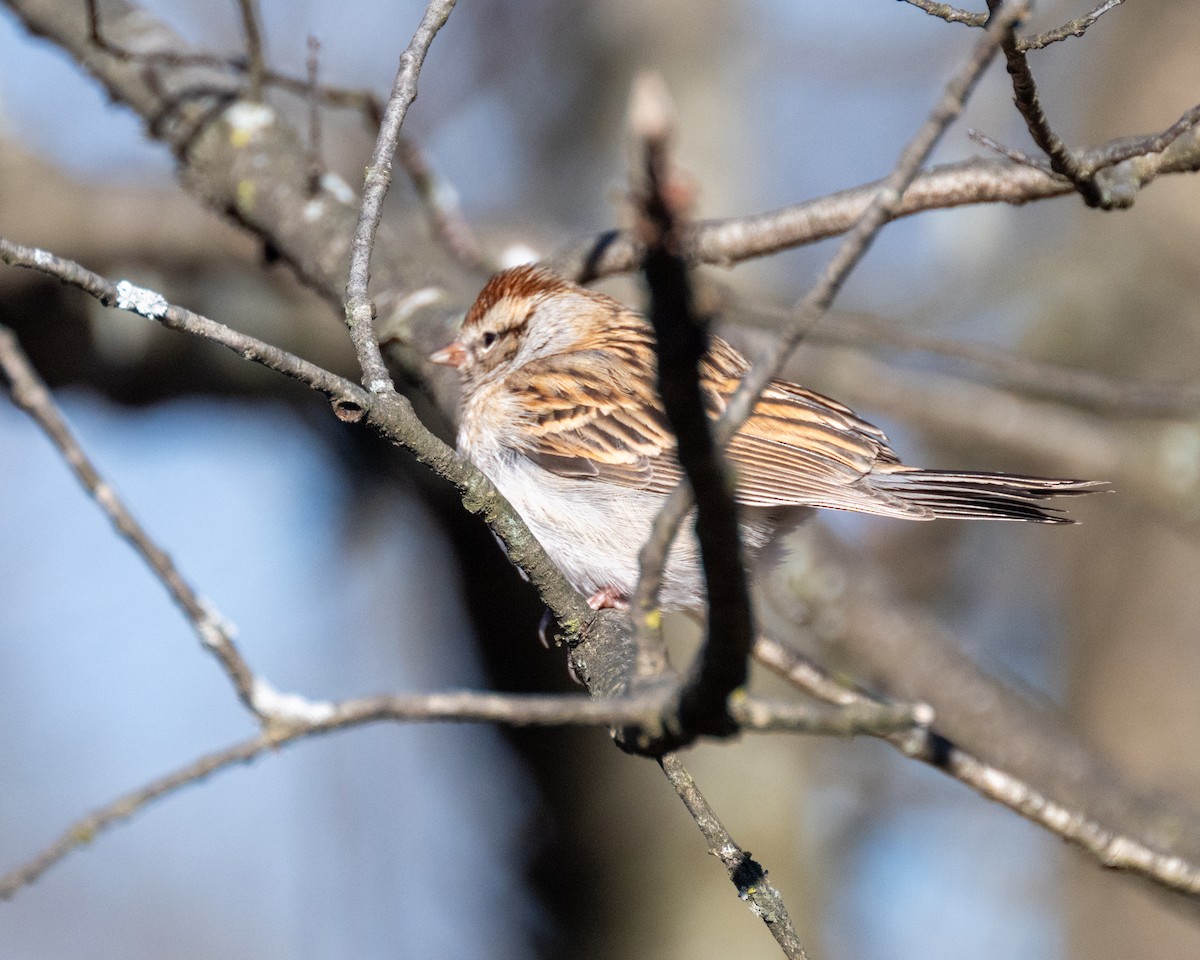 Chipping Sparrow - ML612505274