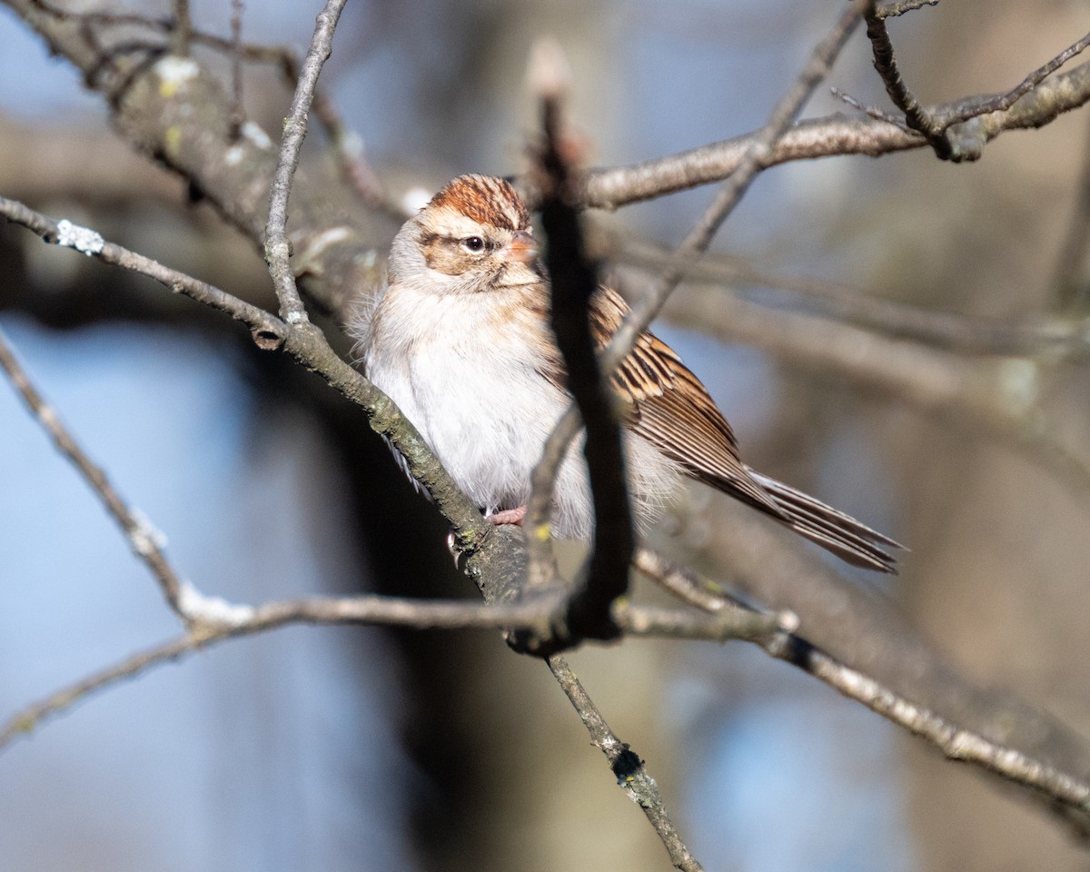 Chipping Sparrow - ML612505334