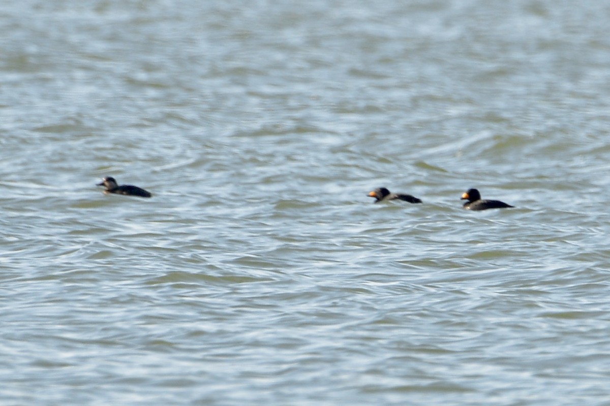 Black Scoter - ML612505426