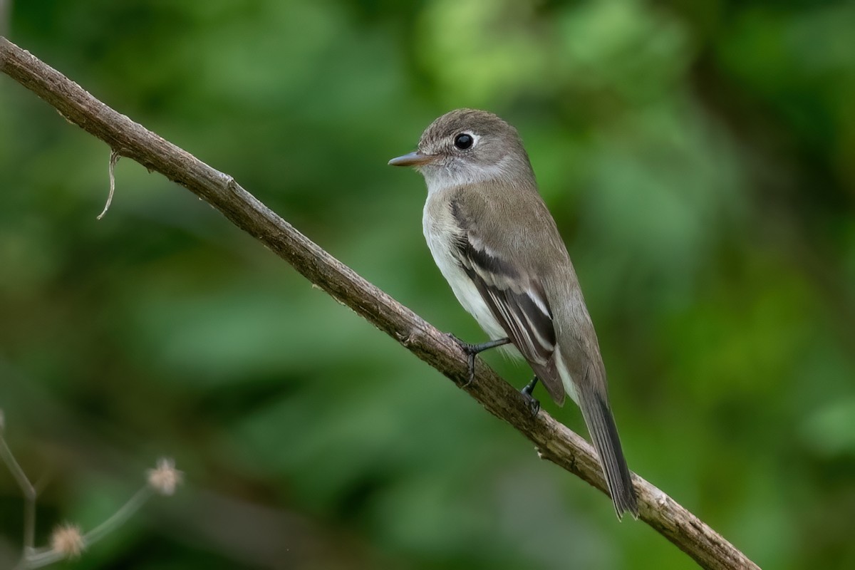 Least Flycatcher - ML612505427