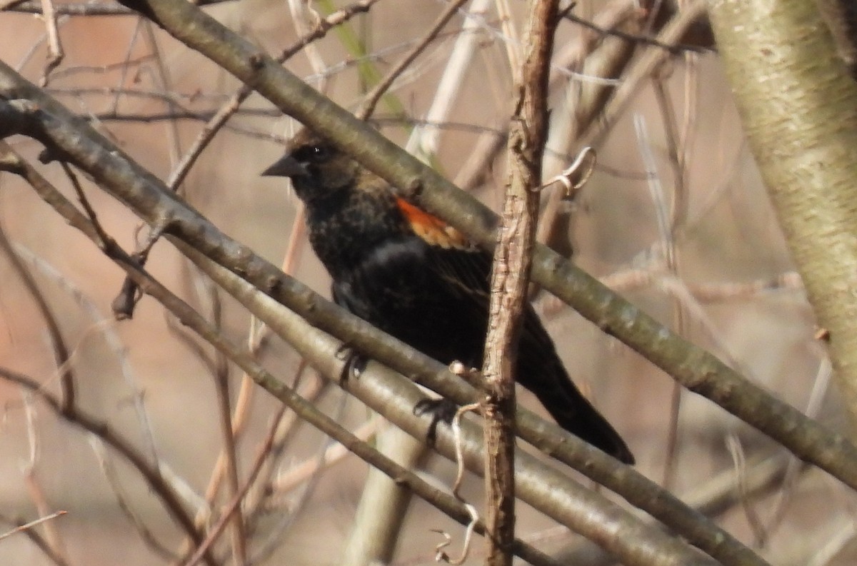 Red-winged Blackbird - ML612505440