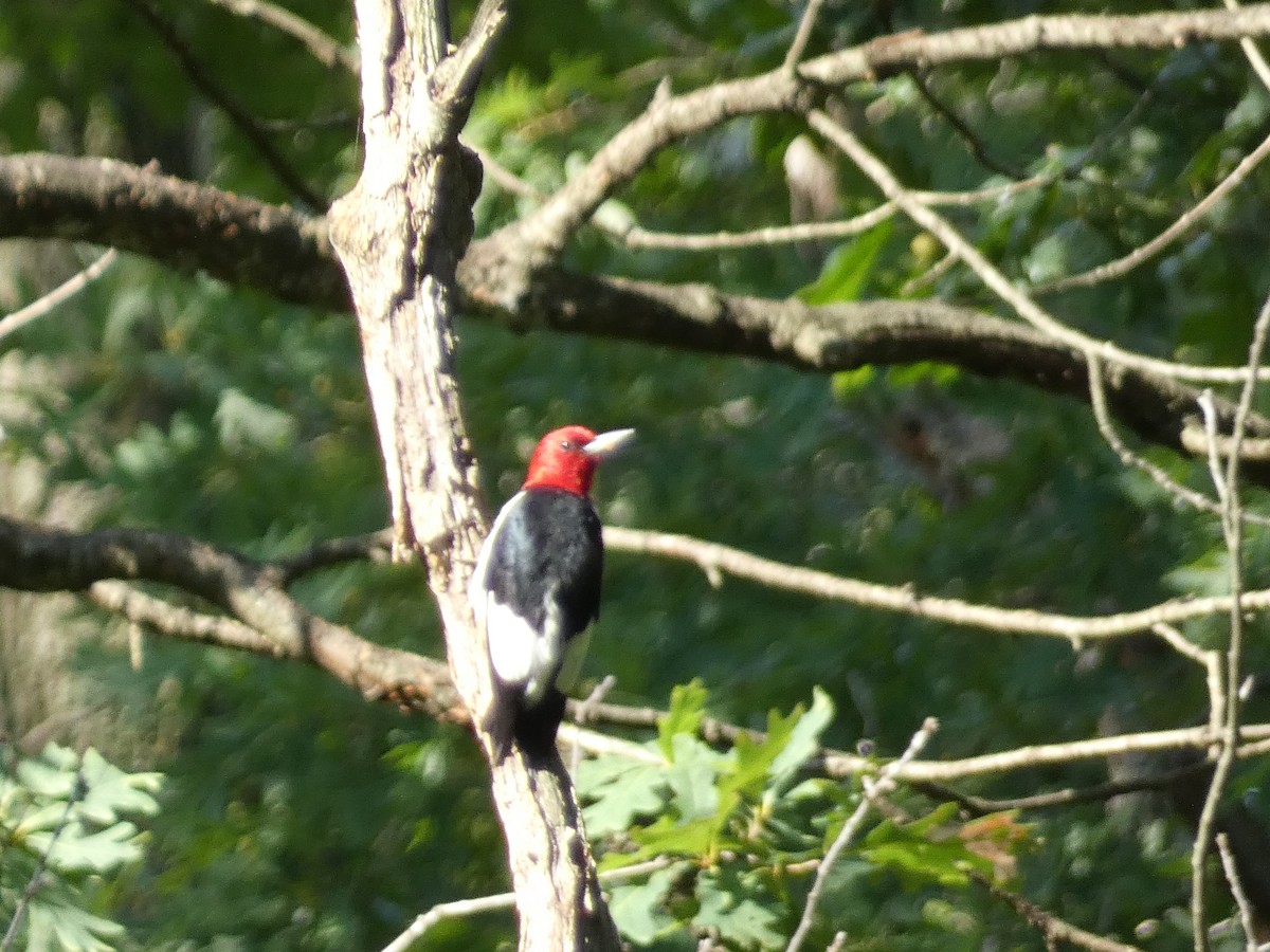 Red-headed Woodpecker - Myriam Couture