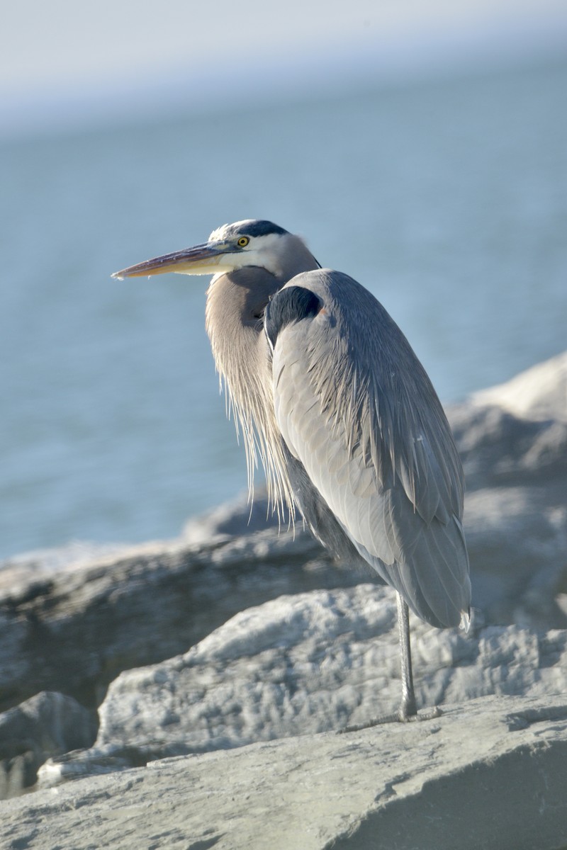 Great Blue Heron - David Gersten