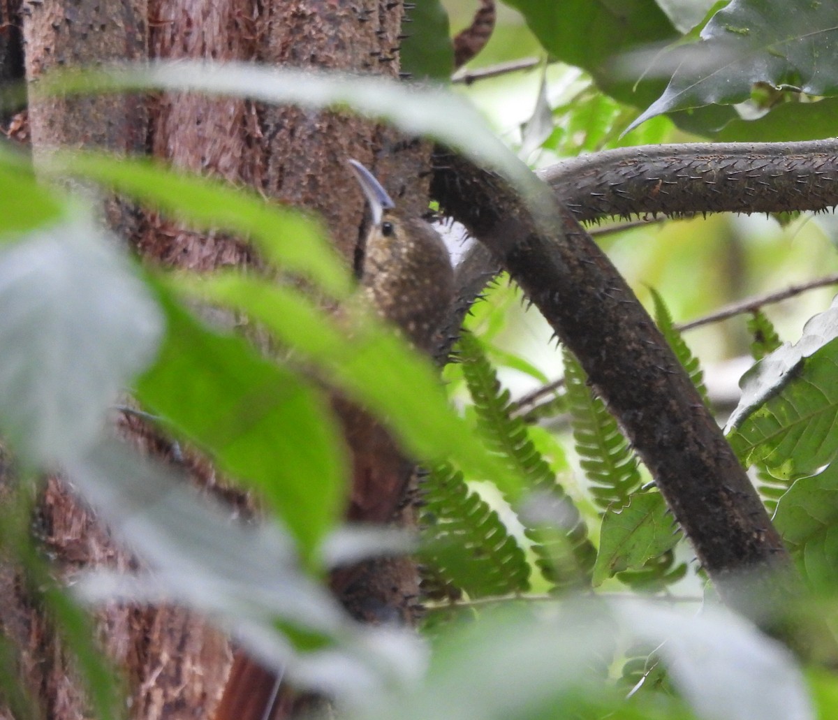 Spotted Woodcreeper (Spotted) - ML612505499