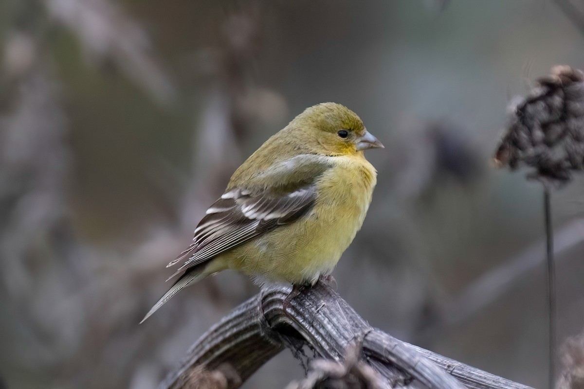 Lesser Goldfinch - Neil Bjorklund