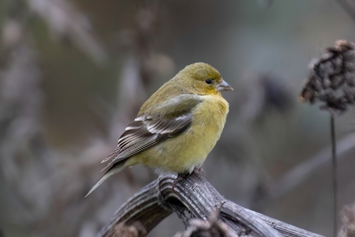 Lesser Goldfinch - ML612505509