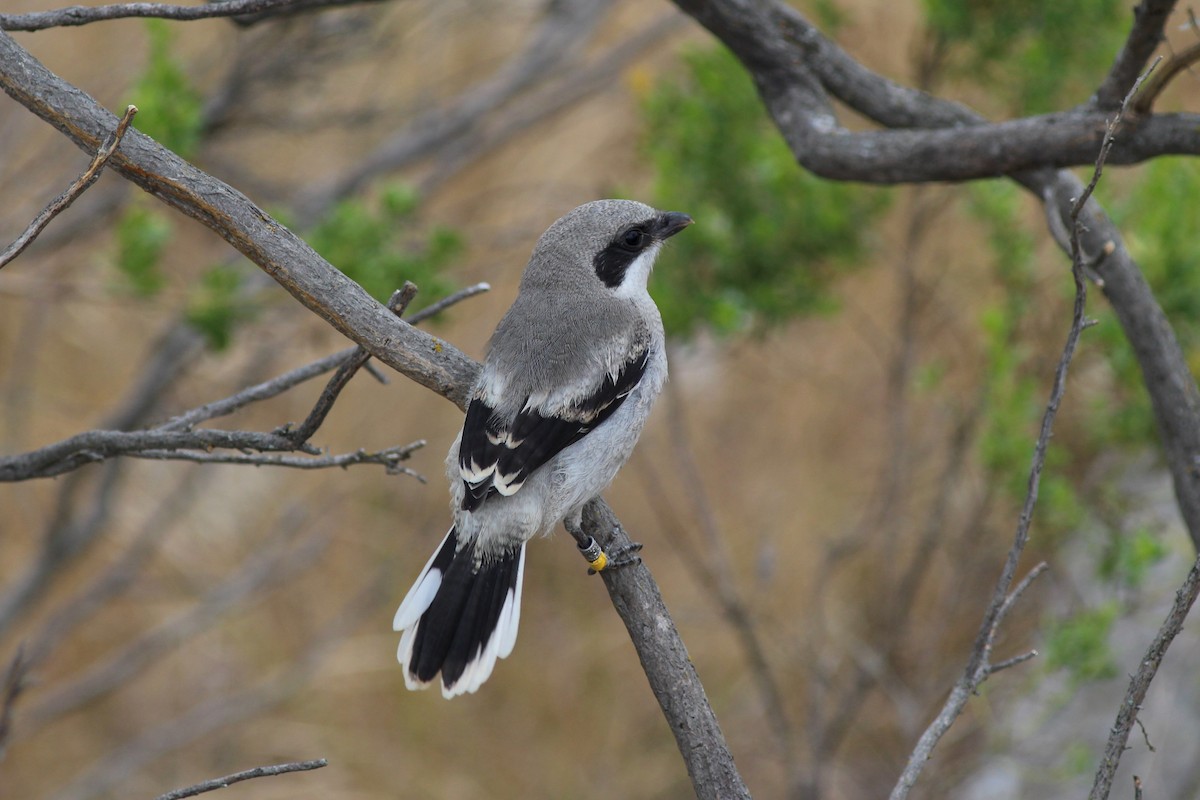 Pie-grièche migratrice - ML61250551