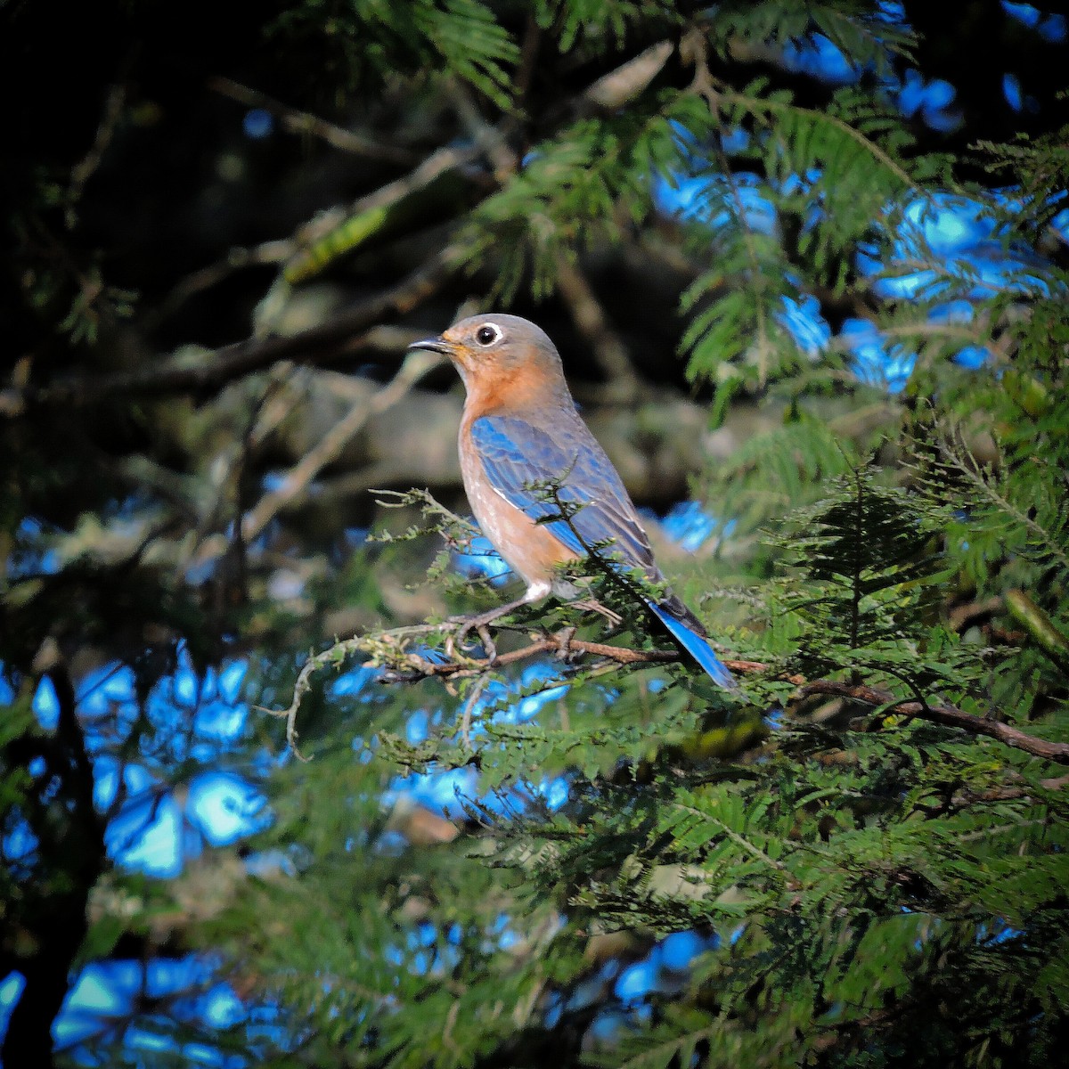 østblåfugl - ML612505589