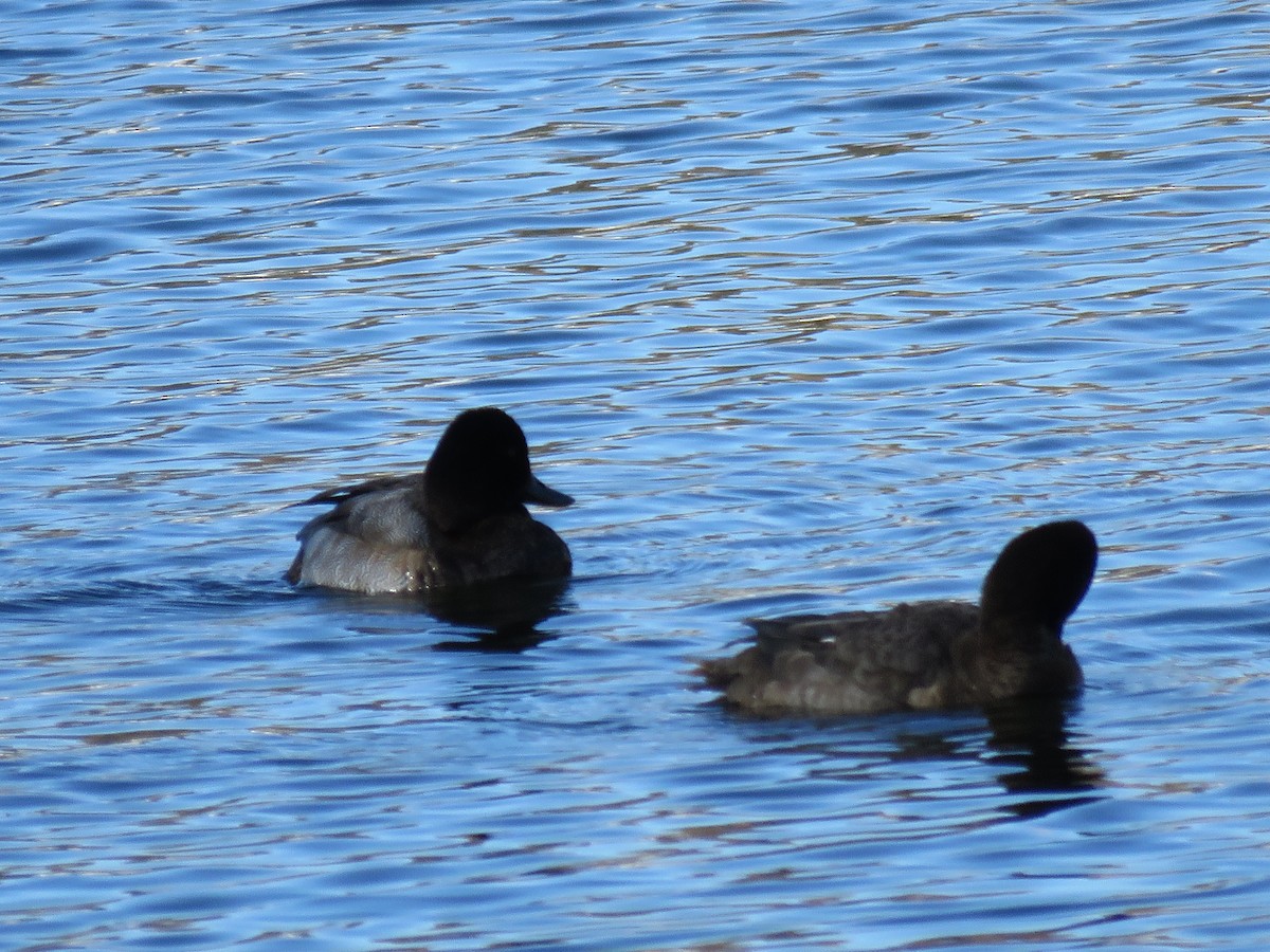 Lesser Scaup - ML612505628