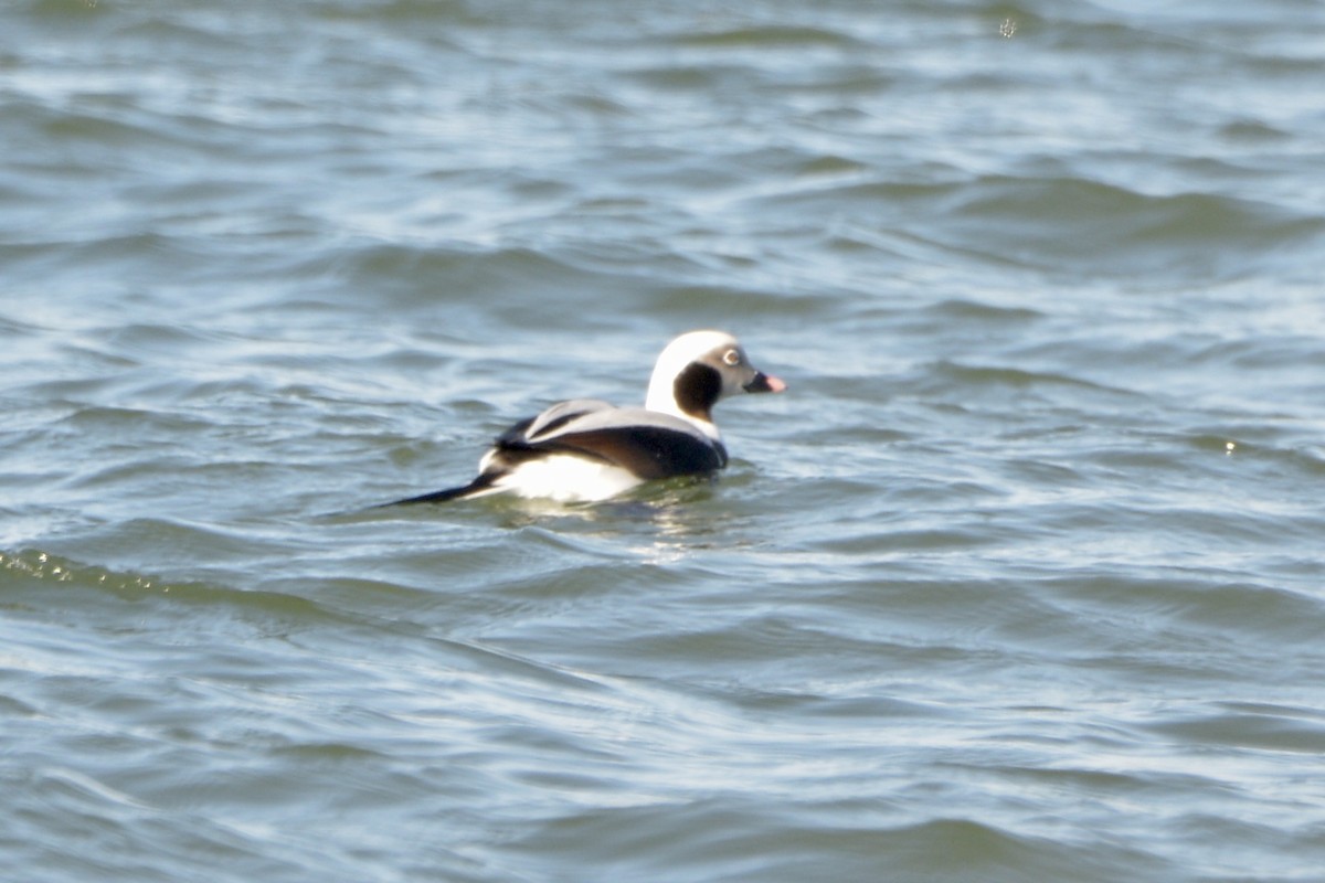 Long-tailed Duck - ML612505641
