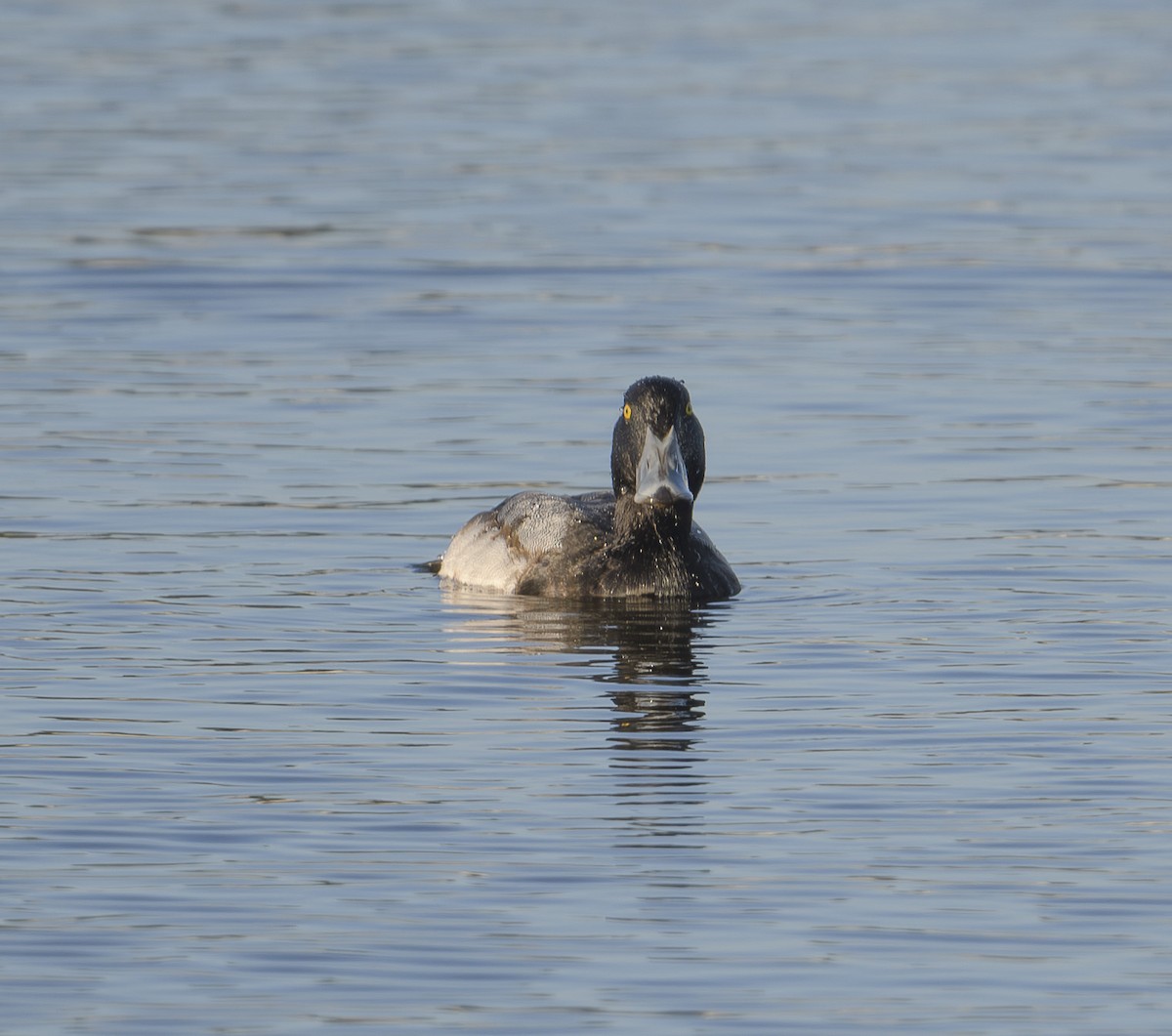 Greater Scaup - ML612505706