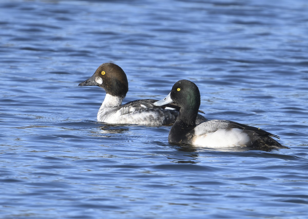 Greater Scaup - ML612505708