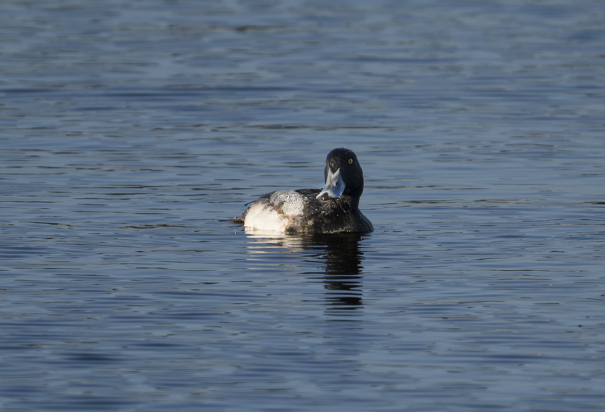 Greater Scaup - ML612505709