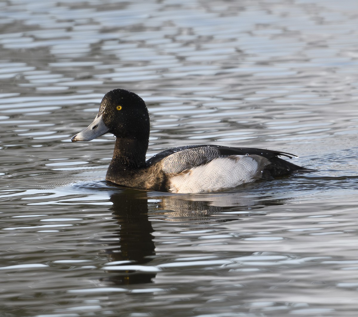 Greater Scaup - ML612505710