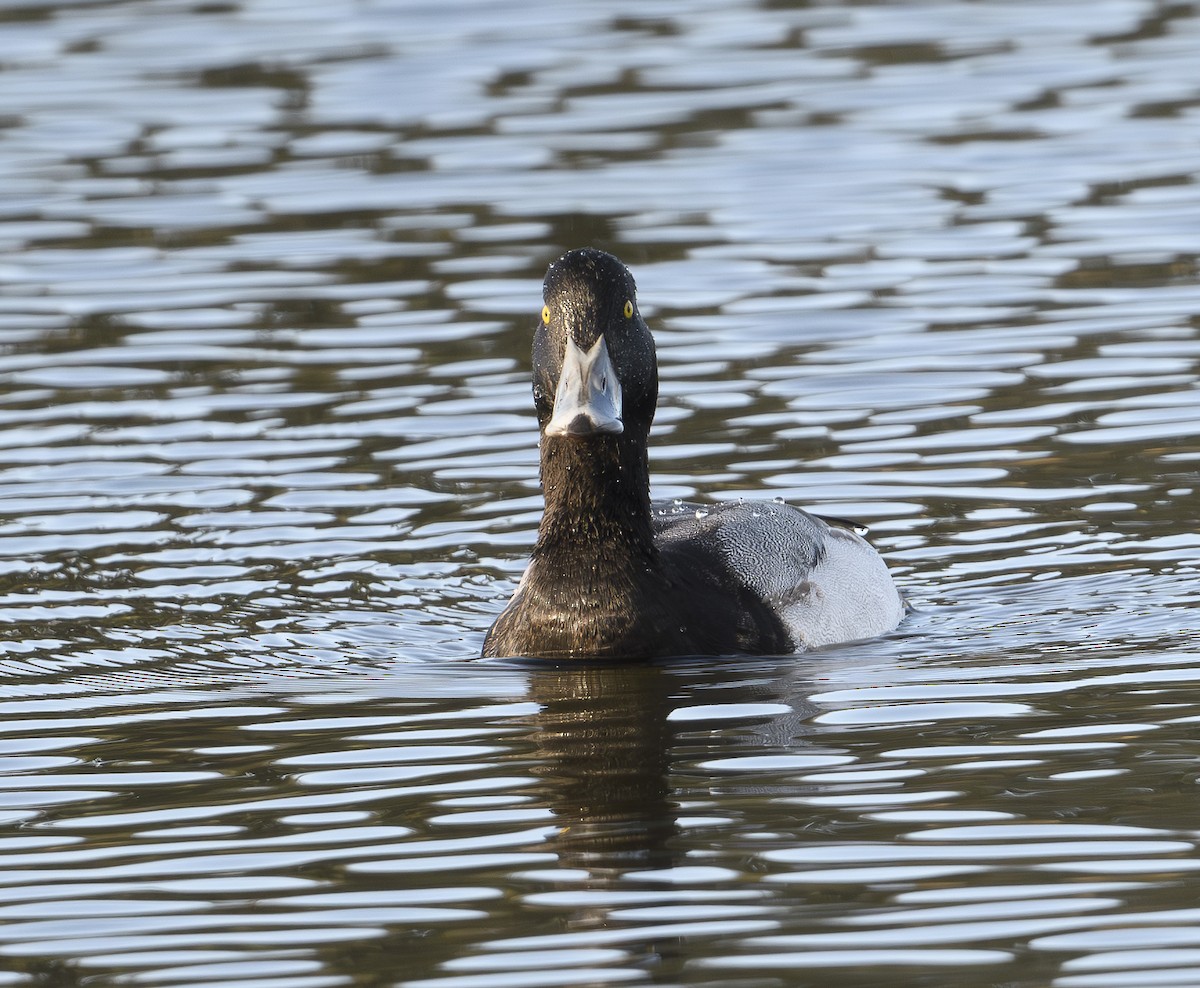 Greater Scaup - ML612505711