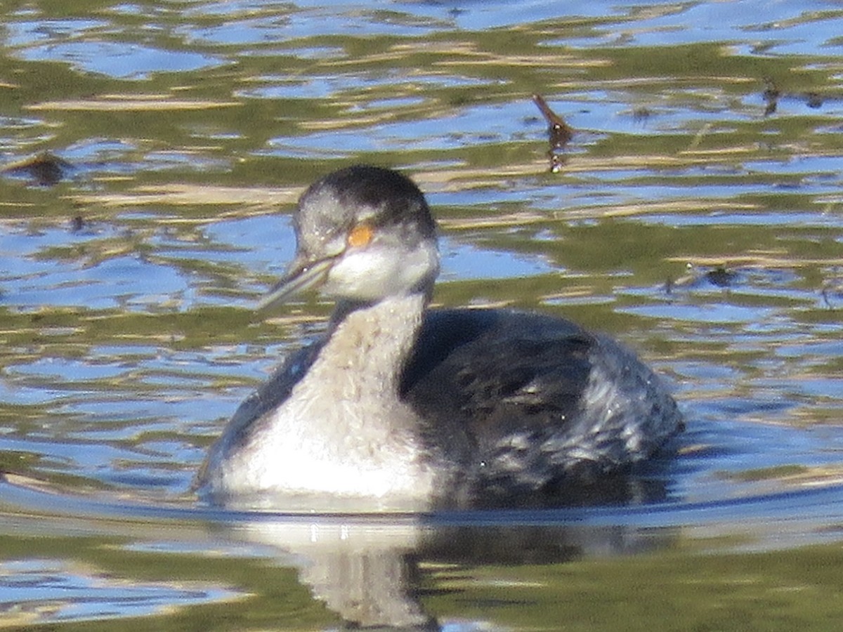 Eared Grebe - Anonymous