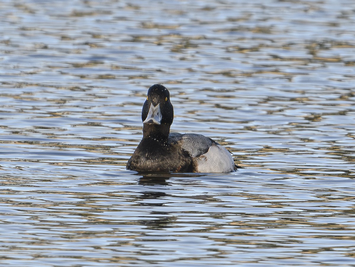 Greater Scaup - Jose-Miguel Ponciano