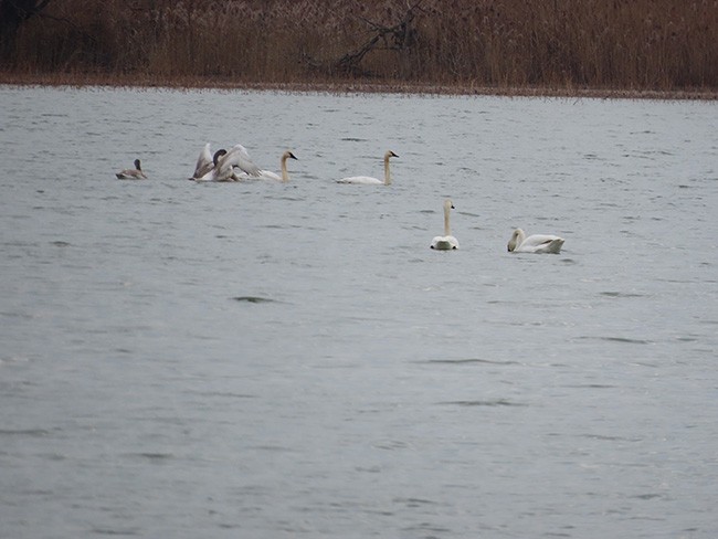 Trumpeter Swan - ML612505793