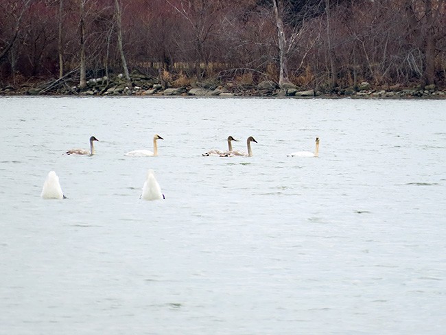 Trumpeter Swan - ML612505797